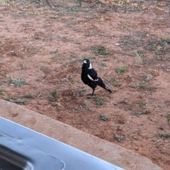 Gymnorhina tibicen at Tibooburra, NSW - 30 Aug 2022 06:58 AM