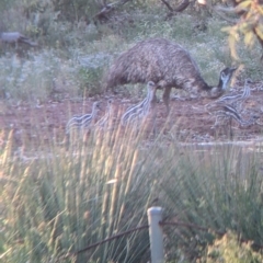 Dromaius novaehollandiae (Emu) at Tibooburra, NSW - 29 Aug 2022 by Darcy