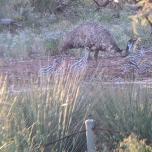 Dromaius novaehollandiae at Tibooburra, NSW - 30 Aug 2022 07:08 AM