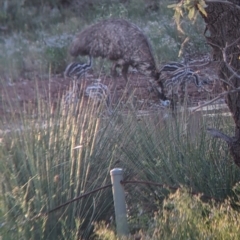 Dromaius novaehollandiae at Tibooburra, NSW - 30 Aug 2022 07:08 AM