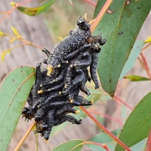 Perga sp. (genus) at Jerrabomberra, ACT - 6 Sep 2022