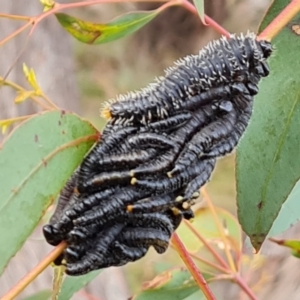 Perga sp. (genus) at Jerrabomberra, ACT - 6 Sep 2022