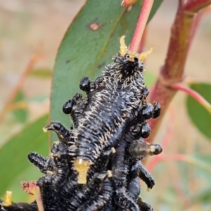 Perga sp. (genus) at Jerrabomberra, ACT - 6 Sep 2022