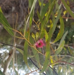 Eucalyptus leucoxylon (Yellow Gum) at QPRC LGA - 6 Sep 2022 by danswell