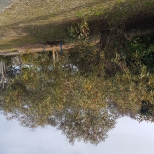 Eucalyptus leucoxylon at Greenleigh, NSW - 6 Sep 2022