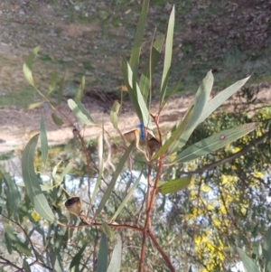 Eucalyptus leucoxylon at Greenleigh, NSW - 6 Sep 2022
