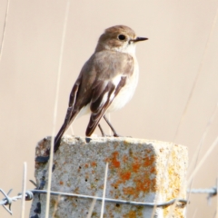 Petroica phoenicea (Flame Robin) at Throsby, ACT - 6 Sep 2022 by davobj