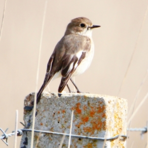 Petroica phoenicea at Throsby, ACT - 6 Sep 2022