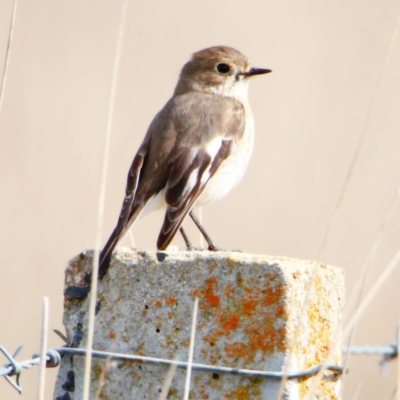 Petroica phoenicea (Flame Robin) at Mulligans Flat - 6 Sep 2022 by davobj