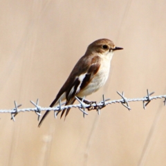 Petroica phoenicea at Throsby, ACT - 6 Sep 2022