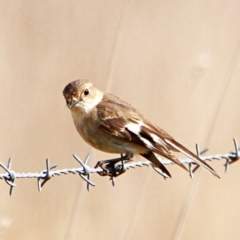 Petroica phoenicea at Throsby, ACT - 6 Sep 2022