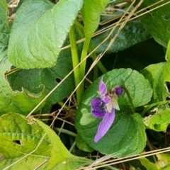 Viola odorata (Sweet Violet, Common Violet) at Isaacs Ridge and Nearby - 6 Sep 2022 by Mike