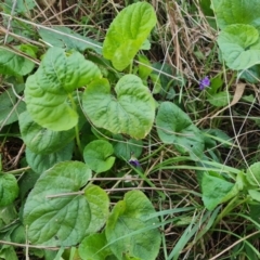 Viola odorata at Jerrabomberra, ACT - 6 Sep 2022 04:26 PM