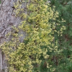 Clematis leptophylla (Small-leaf Clematis, Old Man's Beard) at Isaacs Ridge - 6 Sep 2022 by Mike