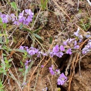 Hovea heterophylla at Jerrabomberra, ACT - 6 Sep 2022 03:56 PM