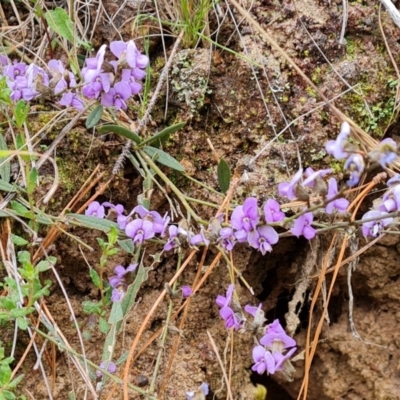 Hovea heterophylla (Common Hovea) at Isaacs Ridge and Nearby - 6 Sep 2022 by Mike