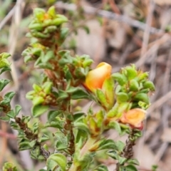 Pultenaea procumbens (Bush Pea) at Isaacs Ridge and Nearby - 6 Sep 2022 by Mike