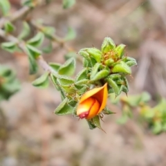 Pultenaea procumbens at Jerrabomberra, ACT - 6 Sep 2022