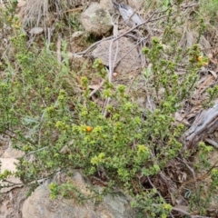 Pultenaea procumbens at Jerrabomberra, ACT - 6 Sep 2022