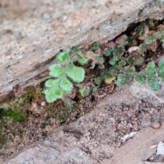 Pleurosorus rutifolius (Blanket Fern) at Isaacs Ridge and Nearby - 6 Sep 2022 by Mike