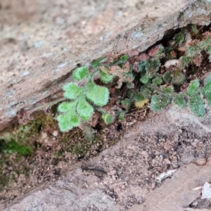 Asplenium subglandulosum at Jerrabomberra, ACT - 6 Sep 2022