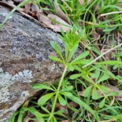 Galium aparine (Goosegrass, Cleavers) at Isaacs Ridge and Nearby - 6 Sep 2022 by Mike