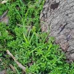 Galium aparine at Jerrabomberra, ACT - 6 Sep 2022 04:39 PM