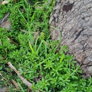 Galium aparine at Jerrabomberra, ACT - 6 Sep 2022 04:39 PM