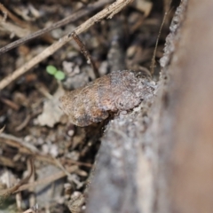 Unidentified Leafhopper or planthopper (Hemiptera, several families) at Macarthur, ACT - 3 Sep 2022 by RAllen