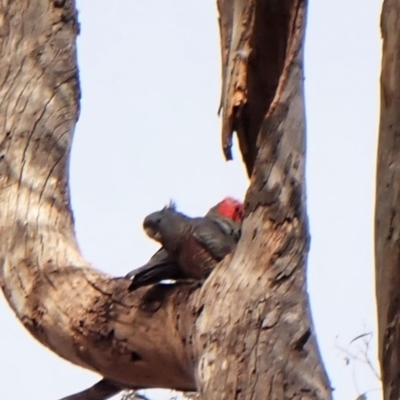 Callocephalon fimbriatum (Gang-gang Cockatoo) at Aranda Bushland - 6 Sep 2022 by CathB