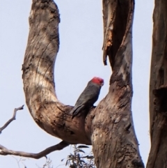 Callocephalon fimbriatum at Cook, ACT - suppressed