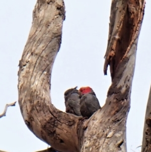 Callocephalon fimbriatum at Cook, ACT - suppressed