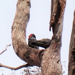 Callocephalon fimbriatum at Cook, ACT - suppressed