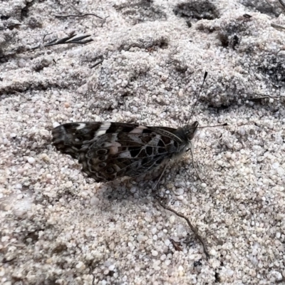 Vanessa kershawi (Australian Painted Lady) at Laharum, VIC - 3 Sep 2022 by SimoneC