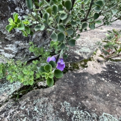 Prostanthera rotundifolia (Round-leaved Mint-Bush) at Grampians National Park - 3 Sep 2022 by SimoneC