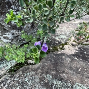Prostanthera rotundifolia at Laharum, VIC - 3 Sep 2022