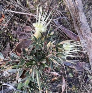 Styphelia adscendens at Laharum, VIC - 3 Sep 2022 09:50 AM