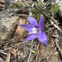 Glossodia major (Wax Lip Orchid) at Laharum, VIC - 2 Sep 2022 by SimoneC