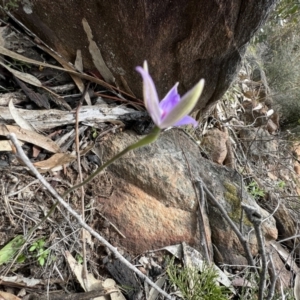 Glossodia major at Laharum, VIC - suppressed