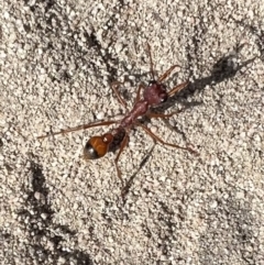 Myrmecia gulosa at Laharum, VIC - 3 Sep 2022 by SimoneC