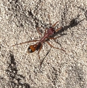 Myrmecia gulosa at Laharum, VIC - 3 Sep 2022 01:31 PM