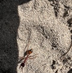 Myrmecia gulosa at Laharum, VIC - 3 Sep 2022 01:31 PM