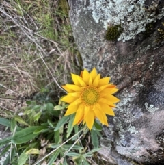 Xerochrysum bracteatum (Golden Everlasting) at Grampians National Park - 4 Sep 2022 by SimoneC