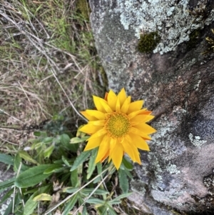 Xerochrysum bracteatum at Zumsteins, VIC - 4 Sep 2022