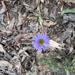 Brachyscome multifida (Cut-leaf Daisy) at Grampians National Park - 4 Sep 2022 by SimoneC