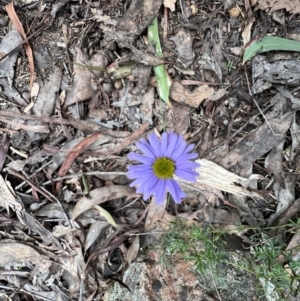 Brachyscome multifida at Zumsteins, VIC - 4 Sep 2022