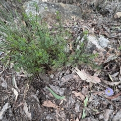 Brachyscome multifida at Zumsteins, VIC - 4 Sep 2022