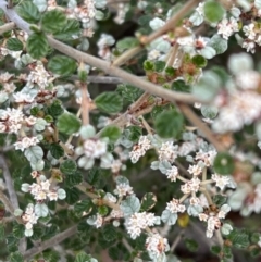 Spyridium parvifolium (Dusty Miller) at Zumsteins, VIC - 4 Sep 2022 by SimoneC