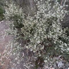 Spyridium parvifolium at Zumsteins, VIC - 4 Sep 2022 03:20 PM