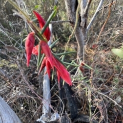 Stenanthera conostephioides (Flame Heath) at Laharum, VIC - 2 Sep 2022 by SimoneC